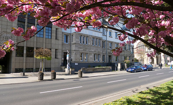 Ansicht der Geschäftsstelle des isp in Koblenz am Friedrich-Ebert-Ring unter einer blühenden Zierkirsche aufgenommen.