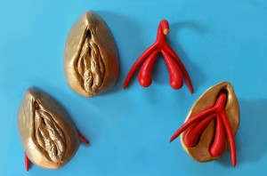 Farbige Modelle von Vulva und passender Klitoris